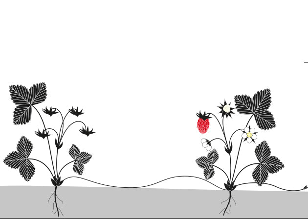 Plantas vagabundas