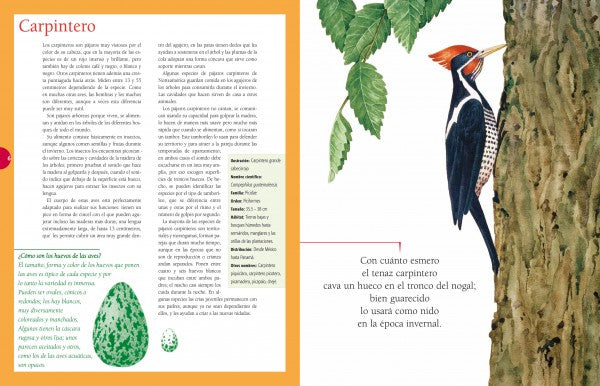 El jardín de los pájaros
