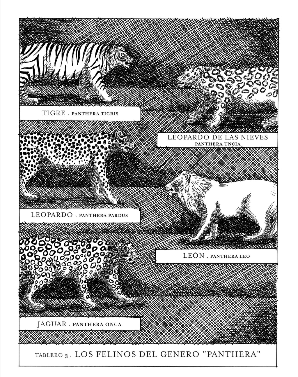 Panthera Tigris