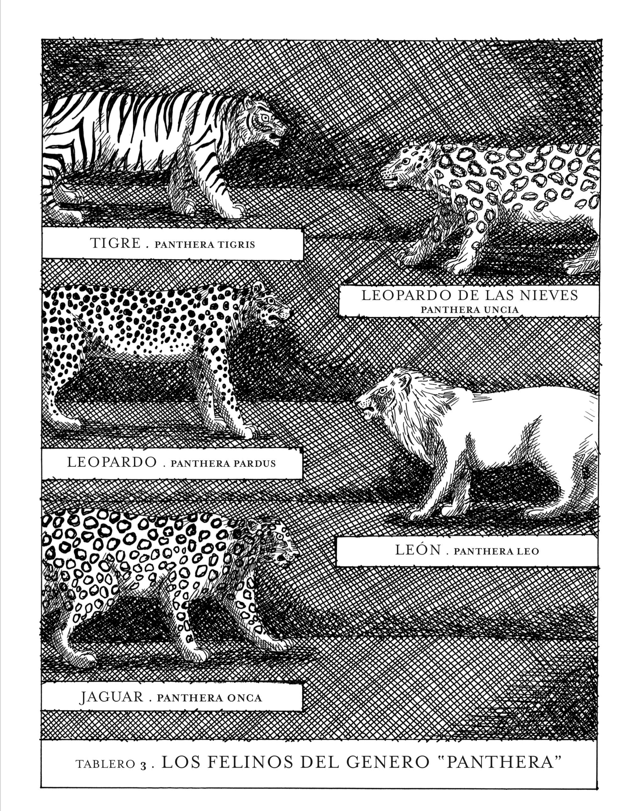 Panthera Tigris